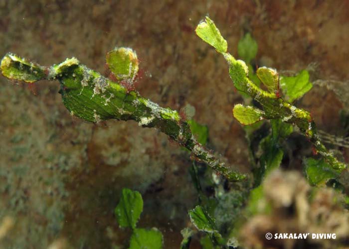 photo dive macro Nosy Be